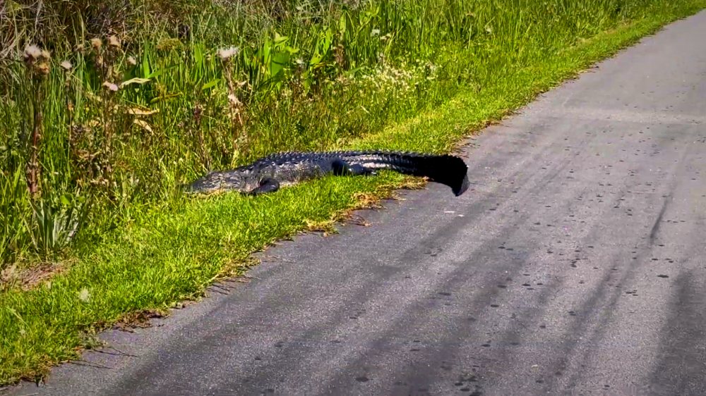 An empty paved trail running out into the Everglades.