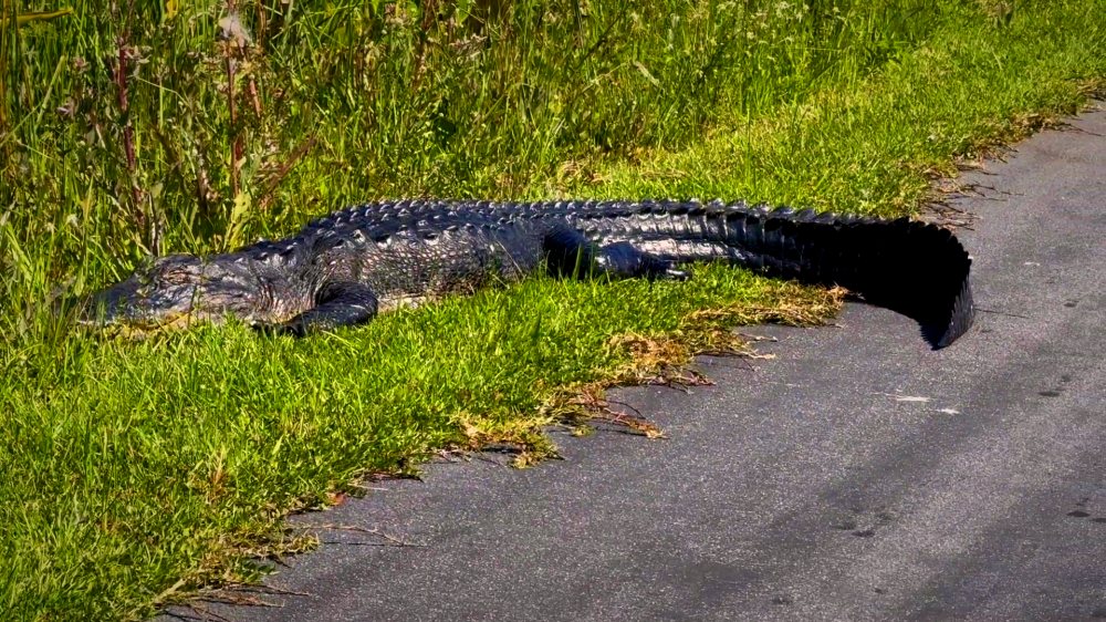 An alligator on the trail edge in the Everglades.