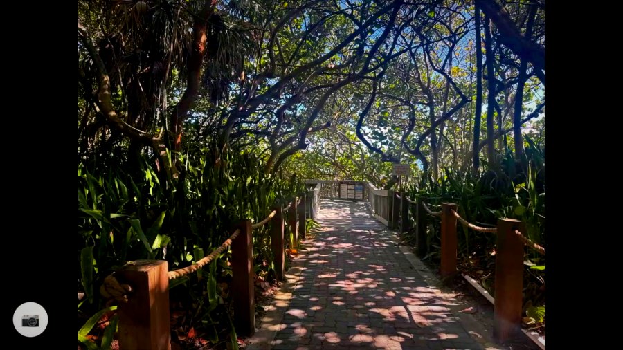 A shaded trail tunnel on The Long Run.